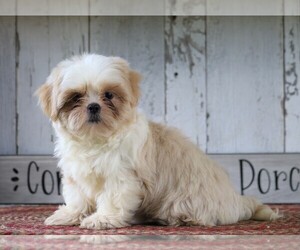 Shih Tzu Puppy for sale in FREDERICKSBG, OH, USA