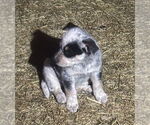 Small Photo #3 Australian Shepherd-Unknown Mix Puppy For Sale in Mouth Of Wilson, VA, USA