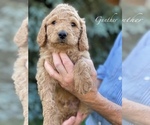 Small Photo #6 Goldendoodle-Poodle (Standard) Mix Puppy For Sale in WEST ALEXANDRIA, OH, USA