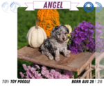 Small #11 Poodle (Toy)