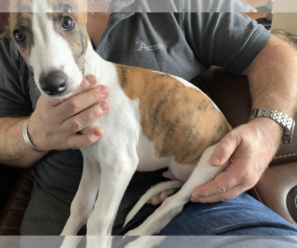 Medium Photo #3 Whippet Puppy For Sale in CASPER, WY, USA