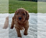 Puppy Chloe Goldendoodle (Miniature)