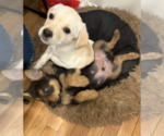 Small #1 German Shepherd Dog Mix