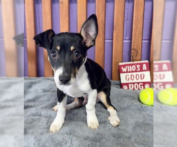 Medium Photo #2 Chipin Puppy For Sale in Genesee, WI, USA