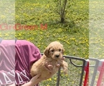 Small Photo #3 Goldendoodle Puppy For Sale in CROTON, MI, USA