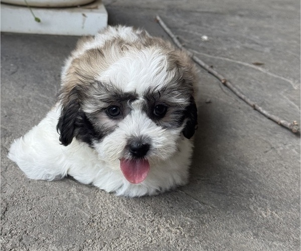 Medium Photo #5 Zuchon Puppy For Sale in CANOGA, NY, USA