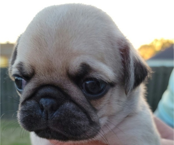 Medium Photo #1 Pug Puppy For Sale in MADISON, AL, USA