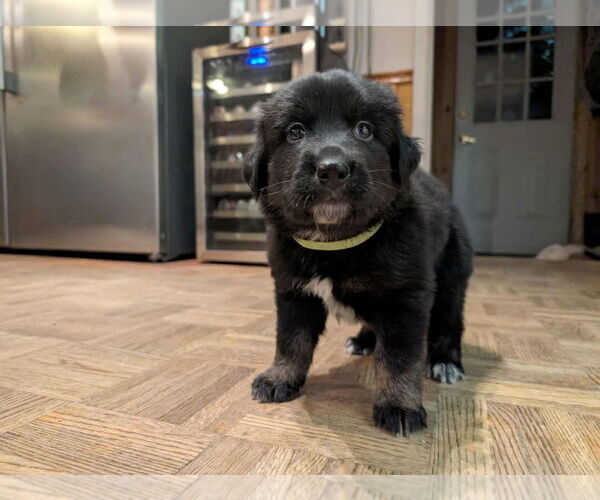 Medium Photo #1 German Shepherd Dog-Unknown Mix Puppy For Sale in Oro Medonte, Ontario, Canada