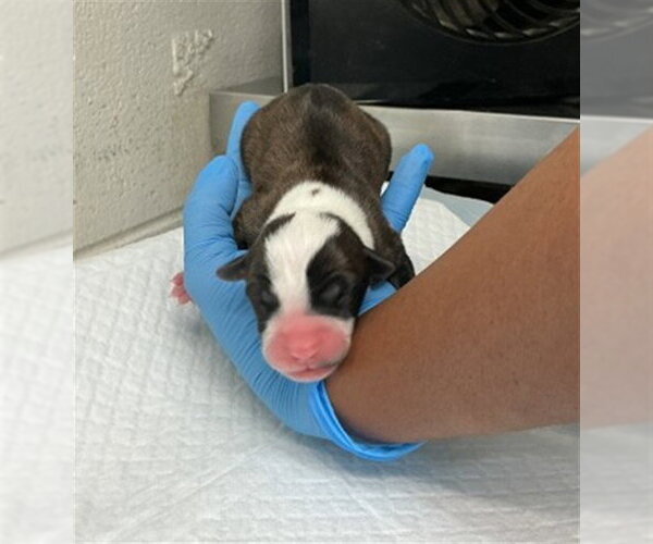 Medium Photo #1 Argentinian Mastiff Puppy For Sale in San Bernardino, CA, USA