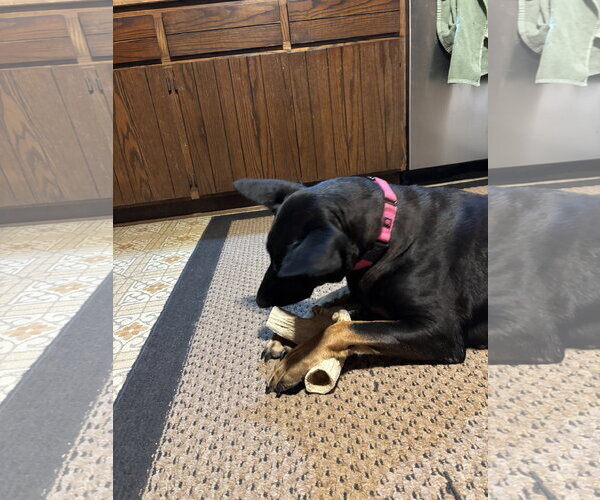 Medium Photo #11 Doberman Pinscher-German Shepherd Dog Mix Puppy For Sale in Minneaoplis, MN, USA