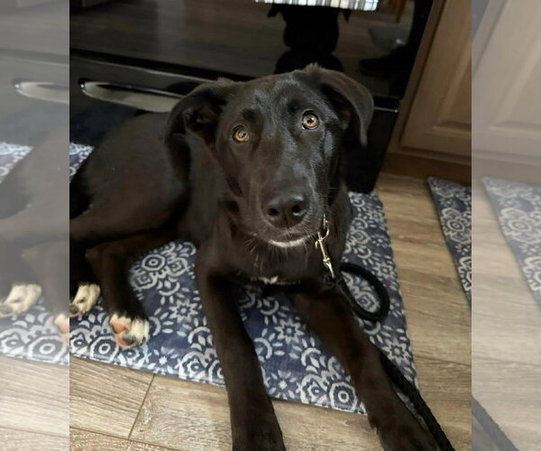 Medium Photo #11 Borador Puppy For Sale in MECHANICSBURG, PA, USA