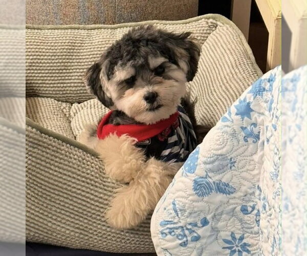 Medium Photo #2 Maltese-Unknown Mix Puppy For Sale in Batavia, OH, USA