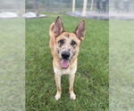 Small #2 Catahoula Leopard Dog-German Shepherd Dog Mix