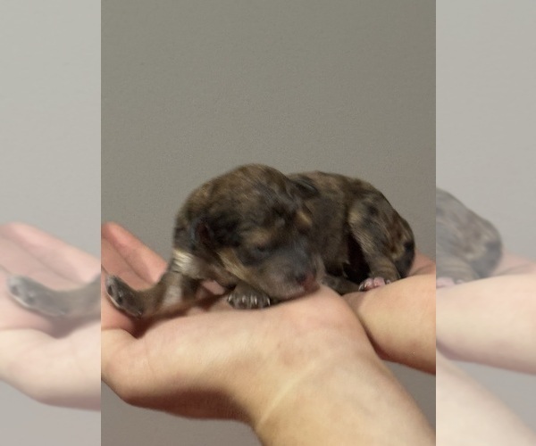 Medium Photo #6 Bernedoodle (Miniature) Puppy For Sale in LONGMONT, CO, USA