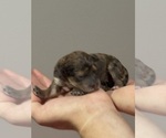 Small #5 Bernedoodle (Miniature)