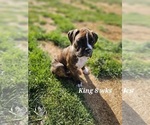 Puppy King Boxer