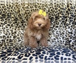 Small #3 ShihPoo
