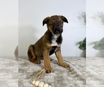 Small #11 Labrador Retriever-Miniature Australian Shepherd Mix