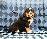 Small Photo #34 Bernese Mountain Dog Puppy For Sale in HARRISONBURG, VA, USA