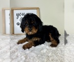 Small #1 Cavapoo