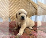 Small Photo #13 Golden Labrador Puppy For Sale in VANCOUVER, WA, USA