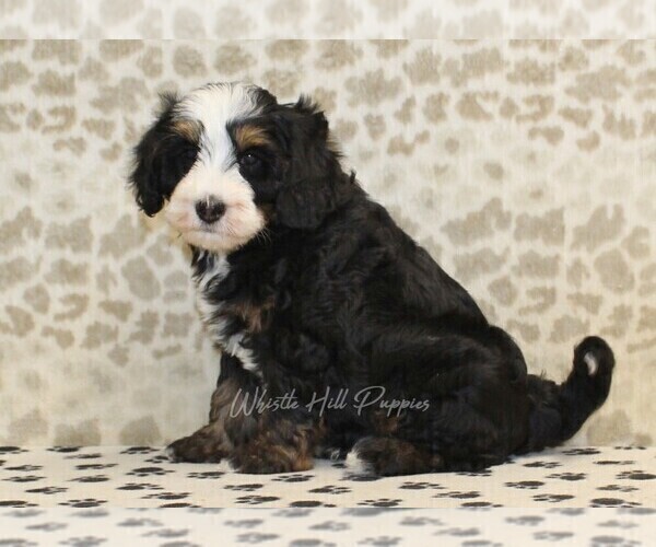 Medium Photo #6 Miniature Bernedoodle Puppy For Sale in DENVER, PA, USA