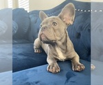Small Photo #10 English Bulldog Puppy For Sale in BEVERLY HILLS, CA, USA