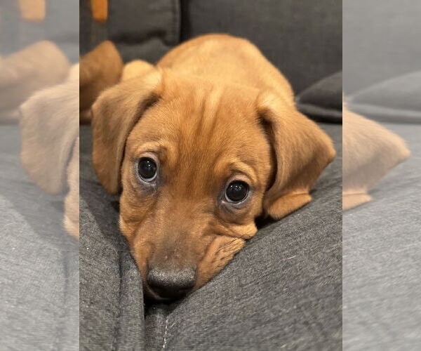 Medium Photo #2 Dachshund-Unknown Mix Puppy For Sale in Plainfield, IL, USA