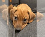Small #1 Dachshund Mix