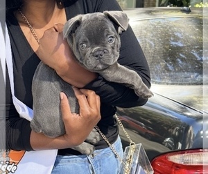 French Bulldog Puppy for sale in MORRISVILLE, NC, USA