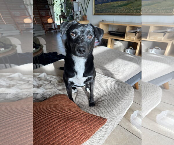 Medium Photo #1 Mutt Puppy For Sale in Chandler, AZ, USA