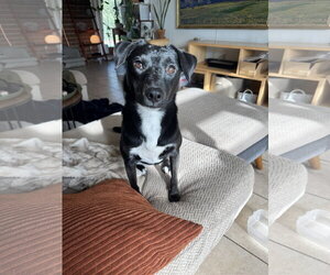 Mutt Dogs for adoption in Chandler, AZ, USA