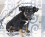 Small Mutt