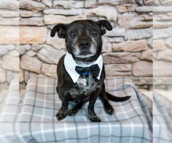 Medium Photo #3 Mutt Puppy For Sale in Kennesaw, GA, USA