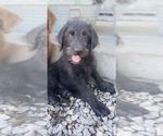 Small Photo #1 Labradoodle Puppy For Sale in WALSTONBURG, NC, USA