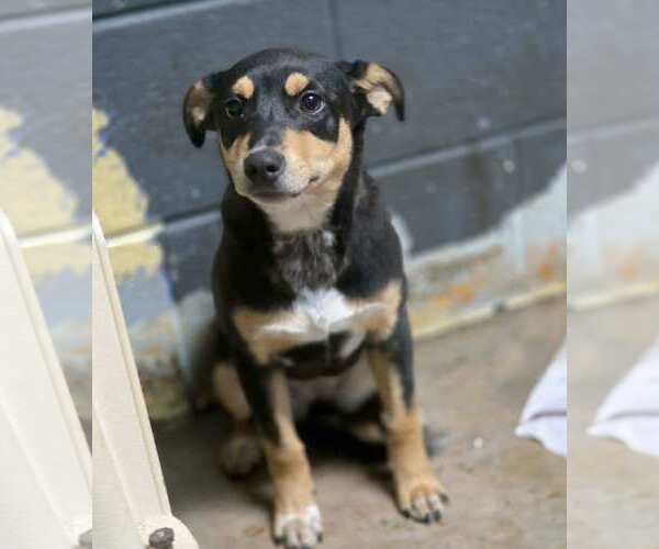 Medium Photo #4 Australian Kelpie-Unknown Mix Puppy For Sale in Anniston, AL, USA