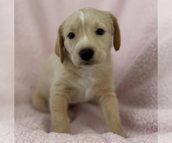 Medium Photo #1 Colonial Cocker Spaniel-Unknown Mix Puppy For Sale in San Diego, CA, USA