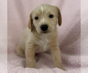 Colonial Cocker Spaniel-Unknown Mix Dogs for adoption in San Diego, CA, USA