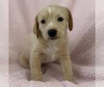 Chalk Pup - Hop Scotch - Female Colonial Cocker Spaniel-Unknown Mix Dog for Adoption - Small photo