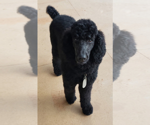 Father of the Poodle (Standard) puppies born on 03/02/2021