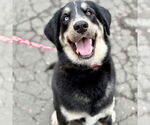 Small #3 Labrador Retriever Mix