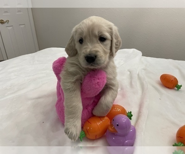 Medium Photo #14 Golden Retriever Puppy For Sale in MCKINNEY, TX, USA