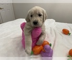 Small #13 Golden Retriever
