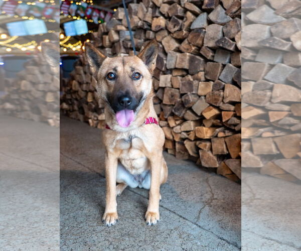 Medium Photo #1 Mutt Puppy For Sale in Princeton, MN, USA