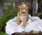 Small #4 Cavapoo