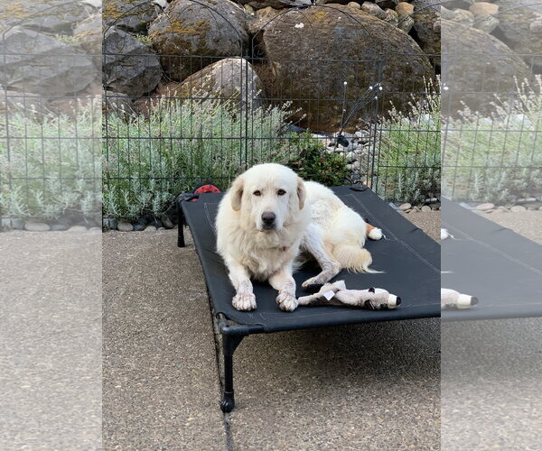 Medium Photo #3 Great Pyrenees Puppy For Sale in Spring, TX, USA