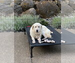 Small #2 Great Pyrenees
