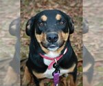 Small Photo #4 Greater Swiss Mountain Dog-Labrador Retriever Mix Puppy For Sale in Attalka, AL, USA