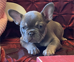 Small Photo #2 French Bulldog Puppy For Sale in CHENOIS CREEK, WA, USA
