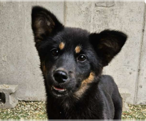 Shiba Inu-Unknown Mix Dogs for adoption in San Ramon, CA, USA